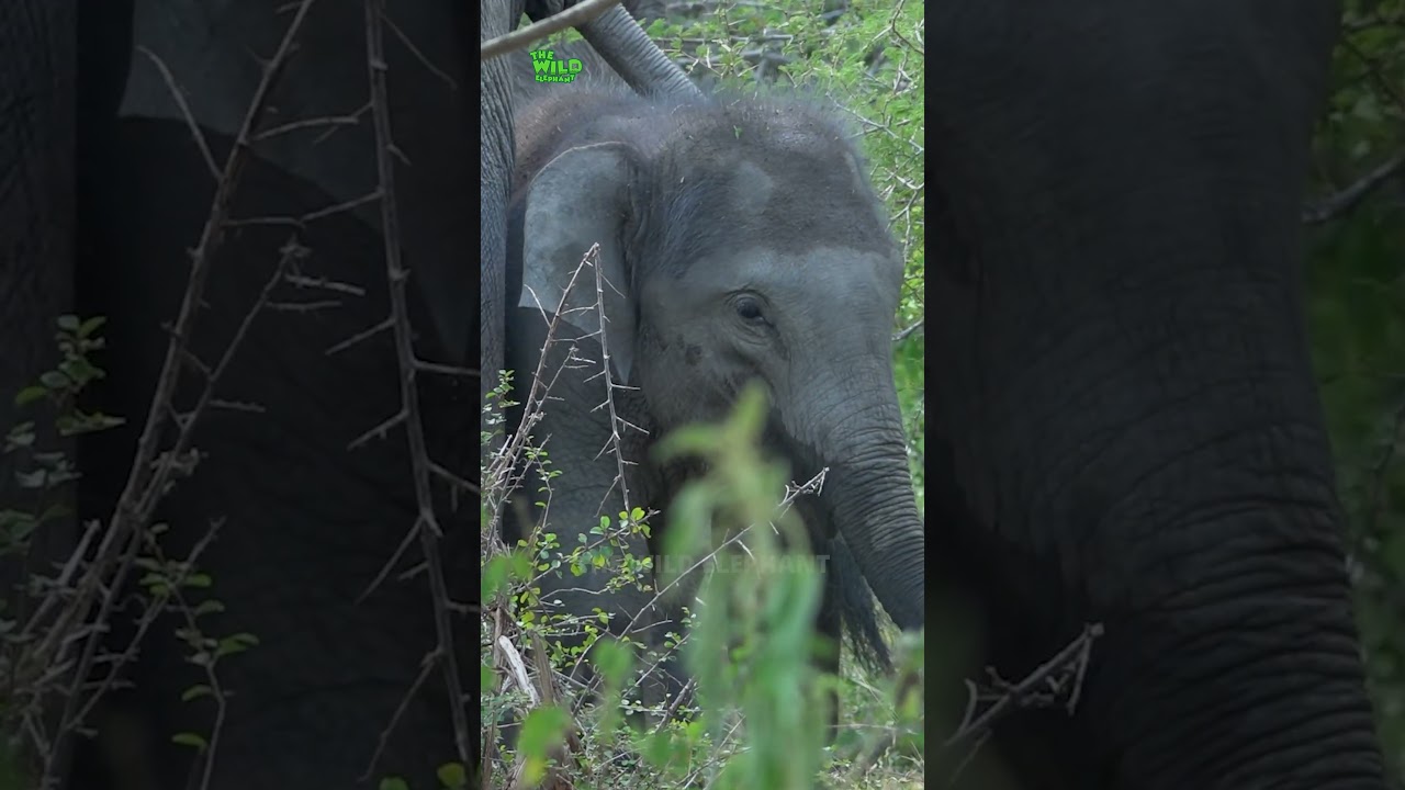 Baby Elephant's Journey with Mom 