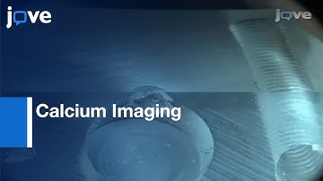 Calcium Imaging: Odor-Evoked Responses In Drosophila Antennal Lobe l Protocol Preview