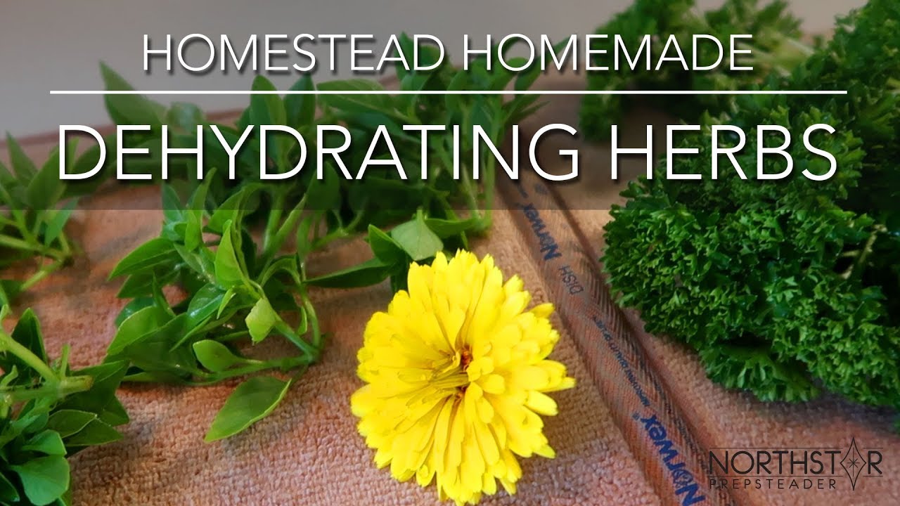 Dehydrating Herbs From Your Garden • Minnesota Gardening YouTube