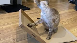 The cat and the box by Barbara M 42 views 3 years ago 23 seconds