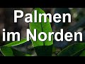 Palmengarten - Exotische südländische Pflanzen im Garten in Mielkendorf, Kiel, Norddeutschland