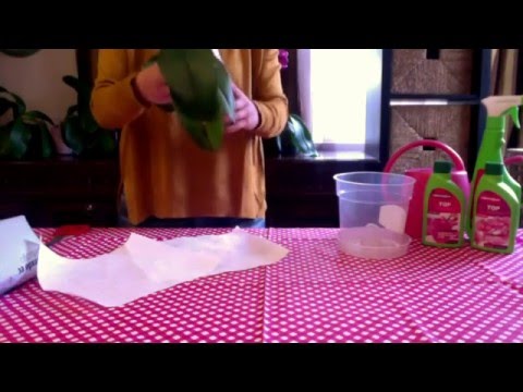 Видео: Трябва ли да поливате кактуси след пресаждане?