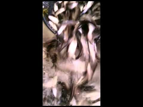 Chub Grading (Squalius