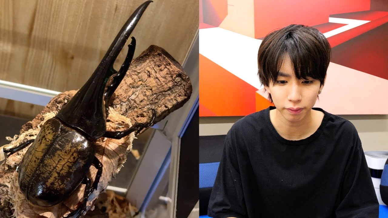 ヘラクレスオオカブトが死んだ。