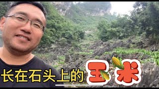 贵州岩背后村长在石头地上的玉米，展示劳动人民的聪明与智慧