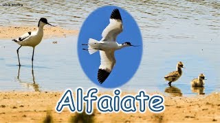 Alfaiate (Recurvirostra avosetta) - Algarve - Portugal