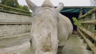 Rhino Jamila is moving to Auckland!