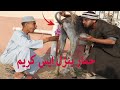 الحمار العجيب ينزل ايس كريم كميديا بسيونى شو 
