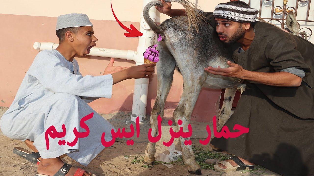 الحمار العجيب ينزل ايس كريم🍧🍦كميديا بسيونى شو
