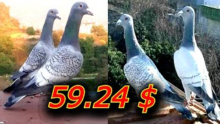 برامليات زرق ثنين طيور حمام كش نخب