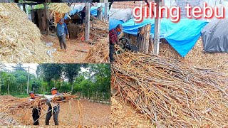 GILING TEBU//PARA PEKERJA GILING TEBU