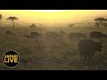 safariLIVE - Sunrise Safari - September 9, 2018