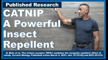 Catnip a powerful New (Rediscovered) Bug Repellent