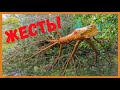 УРАГАН! Снесло деревья и крыши! / ЖЗЛ 52.Дом в деревне