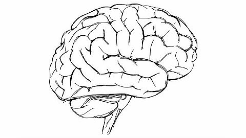 Brain imaging at multiple size scales