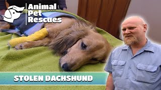 Stolen Dachshund Gets Hit by Car | Full Episode | Animal Pet Rescues