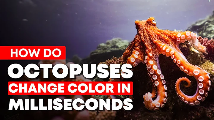 The Incredible Science Behind Octopus Color Change Revealed !