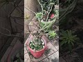 Olha que lindas nossas plantas 😻 #plantas #rosadodeserto #natureza #cactos #gratidão
