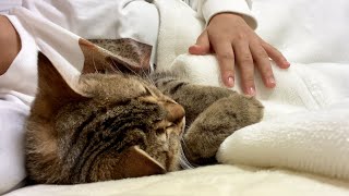 お腹をとんとんされて熟睡しちゃう猫 !