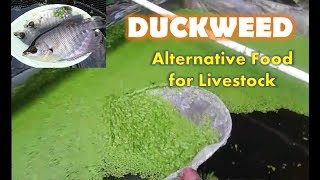 DUCKWEED AS ALTERNATIVE FOOD FOR LIVESTOCKS