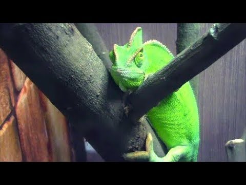 Видео: Ваш питомец-рептилия имеет здоровый вес? - Рептилия BCS