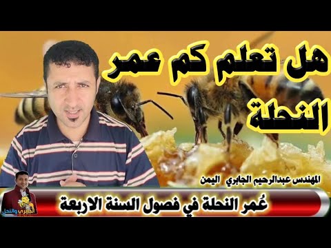 كم عمر النحلة في فصول السنة الأربعة كم تعيش النحلة عمر النحلة الاستاذ ابومازن الاهنومي