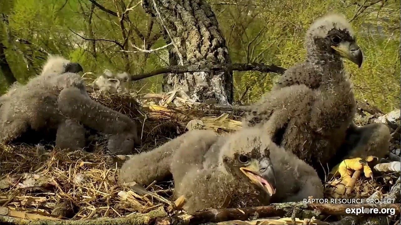 Decorah Eagles 5 2 20, 9 15 am Eaglet closeups, tongue barbs