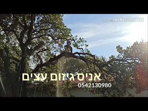 וִידֵאוֹ: גיזום אשוחית: איך לגזום אשוחית מצוי? תכנית תספורת ויצירת כתר. כיצד לגזום עץ אשוח בגינה כך שיגדל כלפי מעלה?