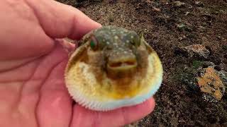 Pufferfish Puffing Up