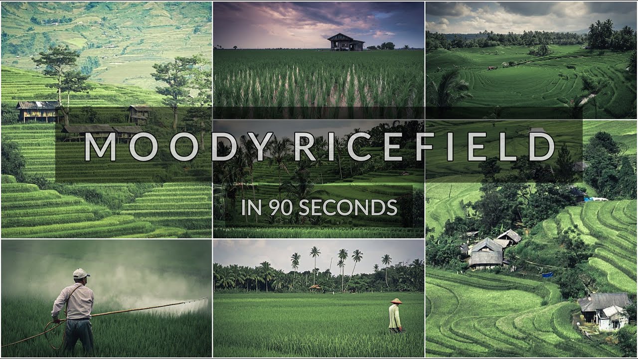 Lightroom Mobile Presets Free DNG | Moody Ricefield | Outdoor Presets | Lightroom Mobile Tutorial