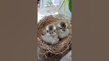 Anak burung Trucukan masih di sarang nya #trucukan #trucuk #kicaumania #kicauburung #burungkicau