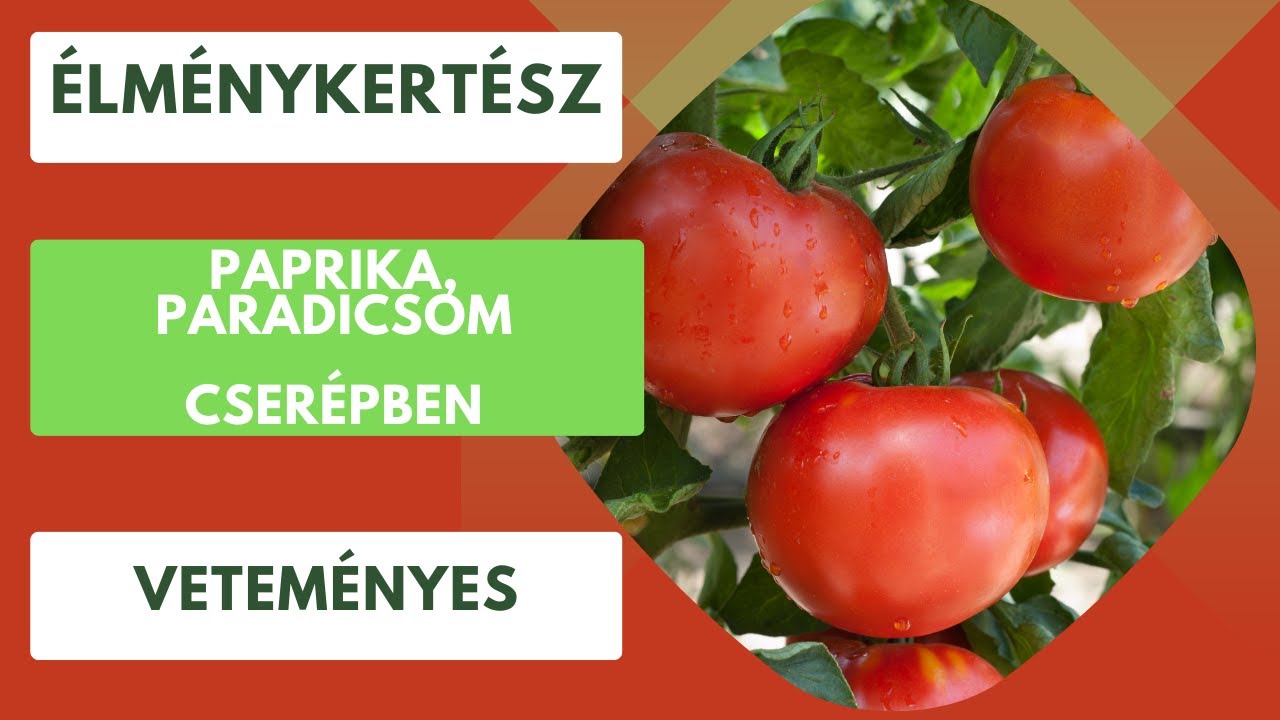 Ültessünk paprikát🫑, vagy paradicsomot🍅 cserépbe, ha nincs veteményesünk! 🙂