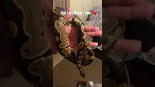 Love my normal ball python without them the ball python game wouldn’t be what it is today 🔥 #shorts