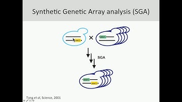 J van Leeuwen: Exploring Functional Genetic Suppression Interactions on a Global Scale.