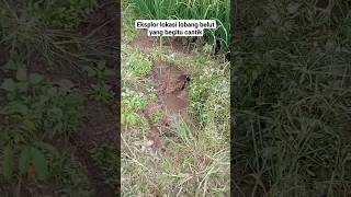 Dodoy Simata Elang Eksplor Lokasi Belut Super Babon