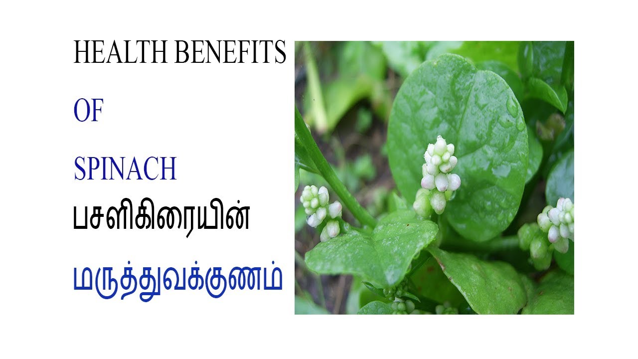 health benefits of eating spinach leaves YouTube