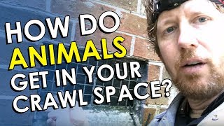 How Do Animals Get in the Crawl Space? | Crawl Space Critters