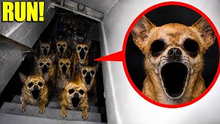 THEY HAVE BEEN HIDING IN OUR BASEMENT FOR YEARS…😱 (THEY WON’T LEAVE)