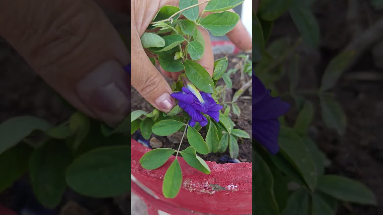 व्हाइट और ब्लू कलर के अपराजिता #gardening #youtubeshorts