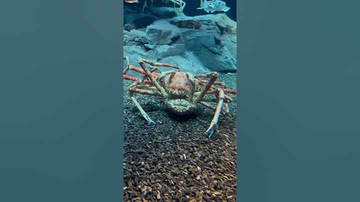 Osaka aquarium part 2#explore  #entertainment  #shortvideo  #justforfun