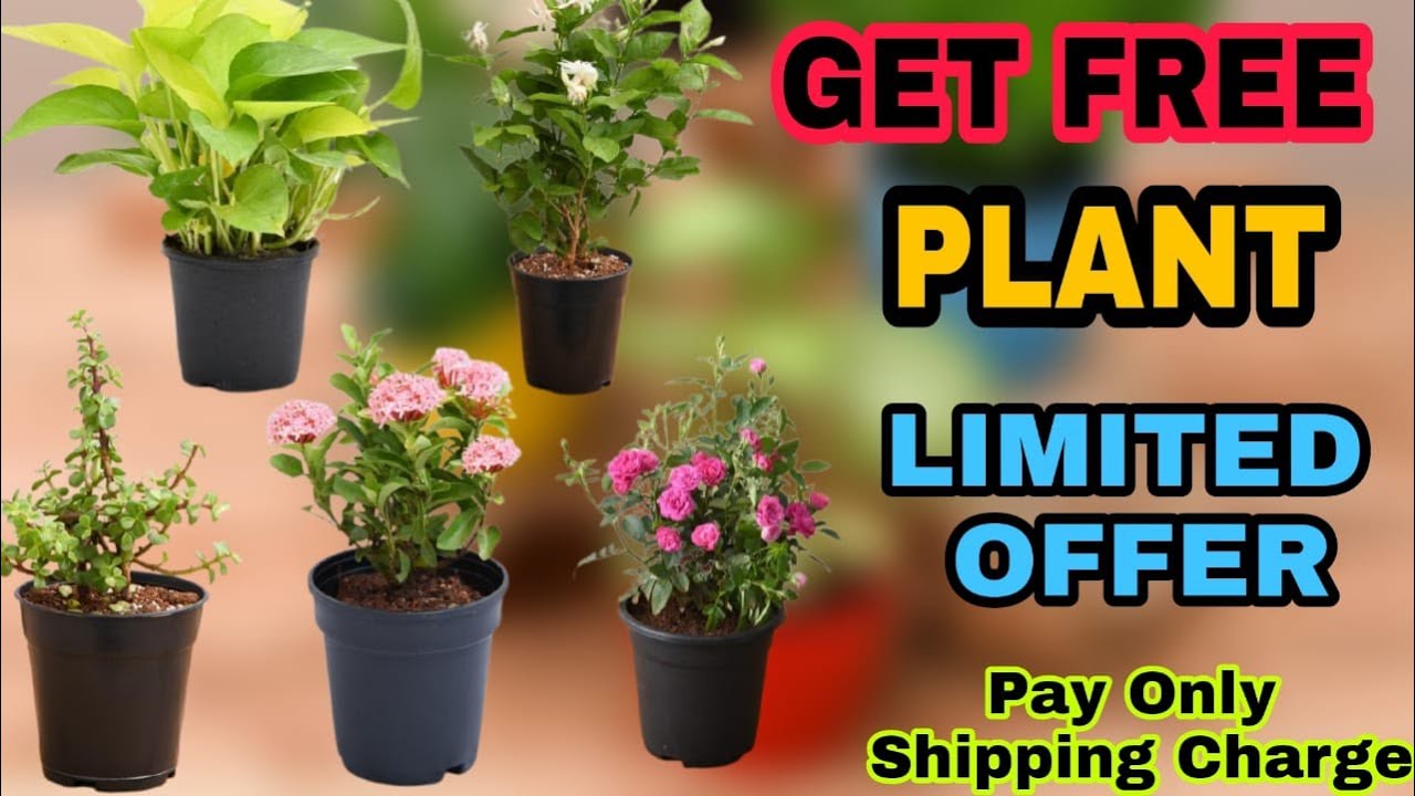 How To Buy Free Plant From Nurserylive | Nurserylive Free Plant | Nurserylive offer