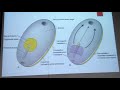 171018 - Phôi thai học - Phôi 3 lá và Trục cơ thể