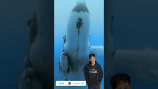 أكبر حوت في العالم ? The largest whale in the world