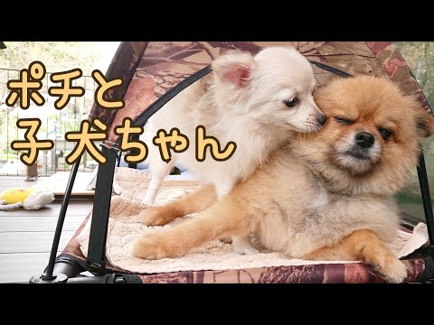 ポメころび❤️ ぽめぽめポチ - YouTube