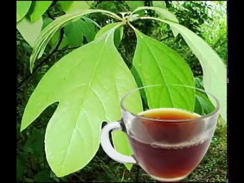 Sassafras Leaf Tea Health Benefits