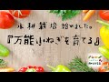 水耕栽培 !?『万能小ねぎを育てる』家庭菜園を楽しむ♪