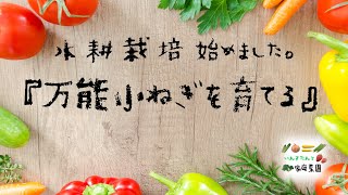 水耕栽培 !?『万能小ねぎを育てる』家庭菜園を楽しむ♪