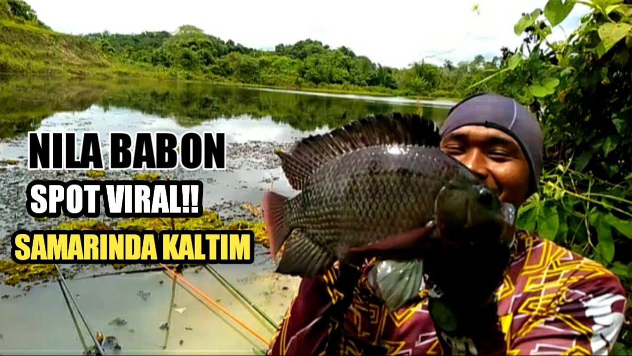 bukan main!! ikan besar-besar spot mancing viral di Samarinda Kaltim