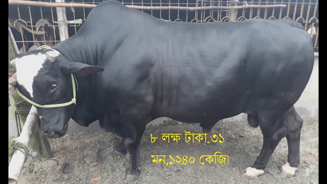 (Hatir Moto Goru-Dekhun Koto Dam) Narayangonj, Ar Boro 
