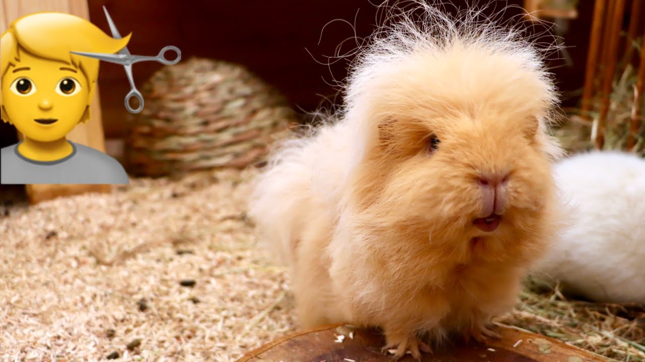 Guinea Pig Gets First Haircut